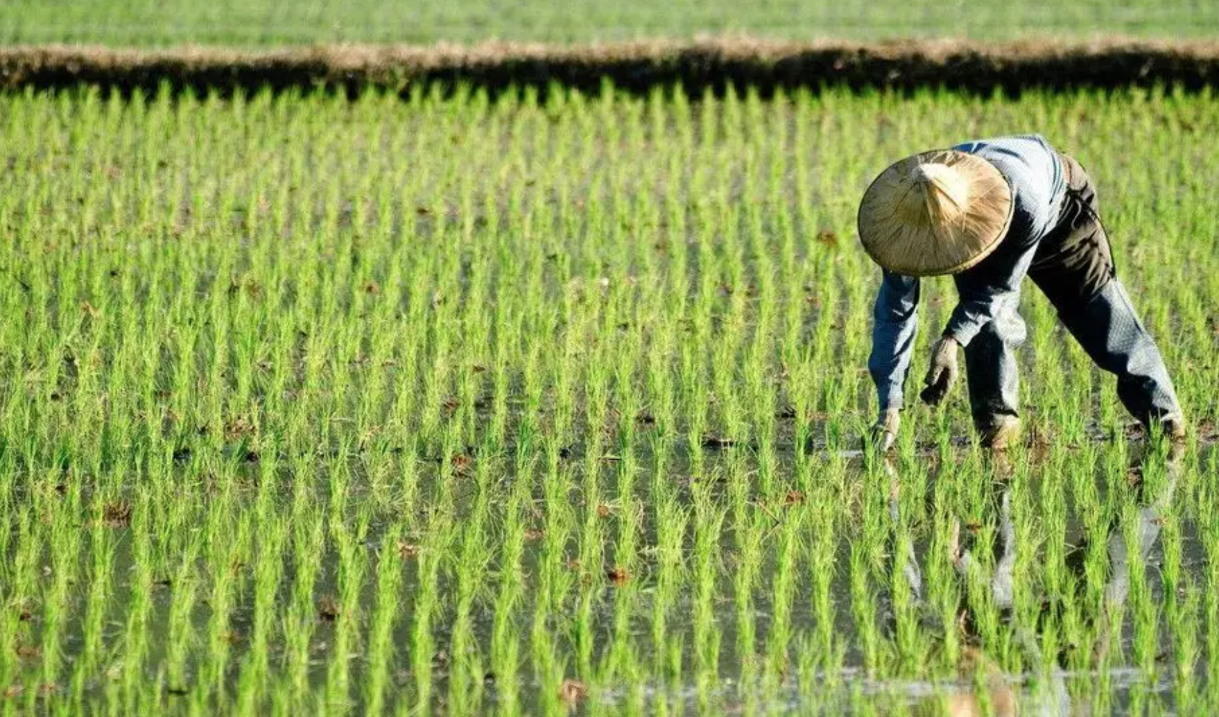 种地还能评职称？多地试水职业农民职称评定